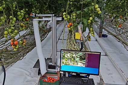 Робот для сборки урожая в теплицах: подробности о представленной Президенту России разработке рассказали в СКФУ